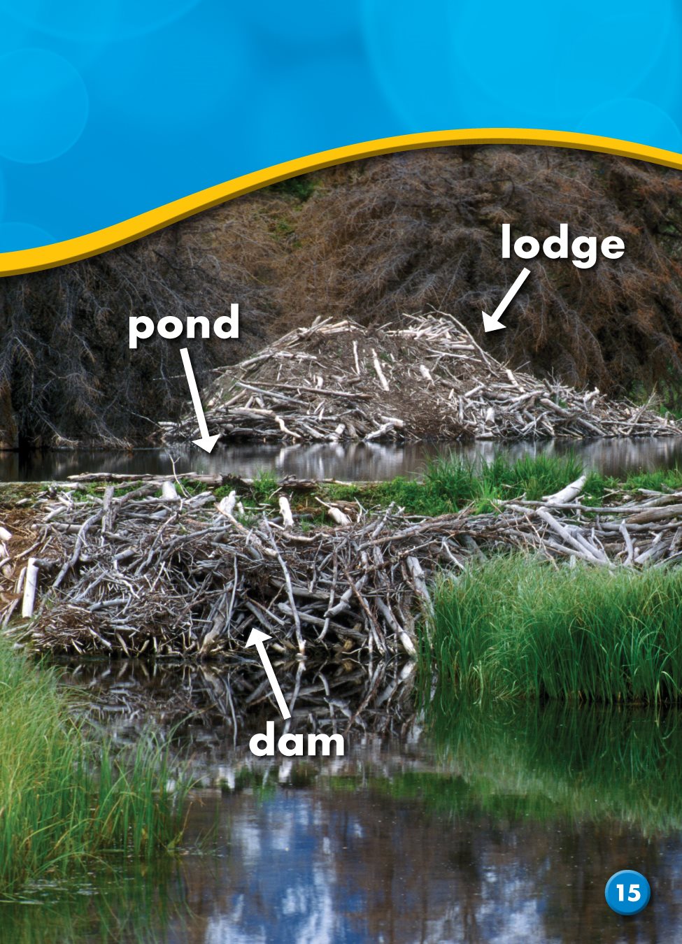 Beavers live in the lodges They enter them through underwater tunnels - photo 20