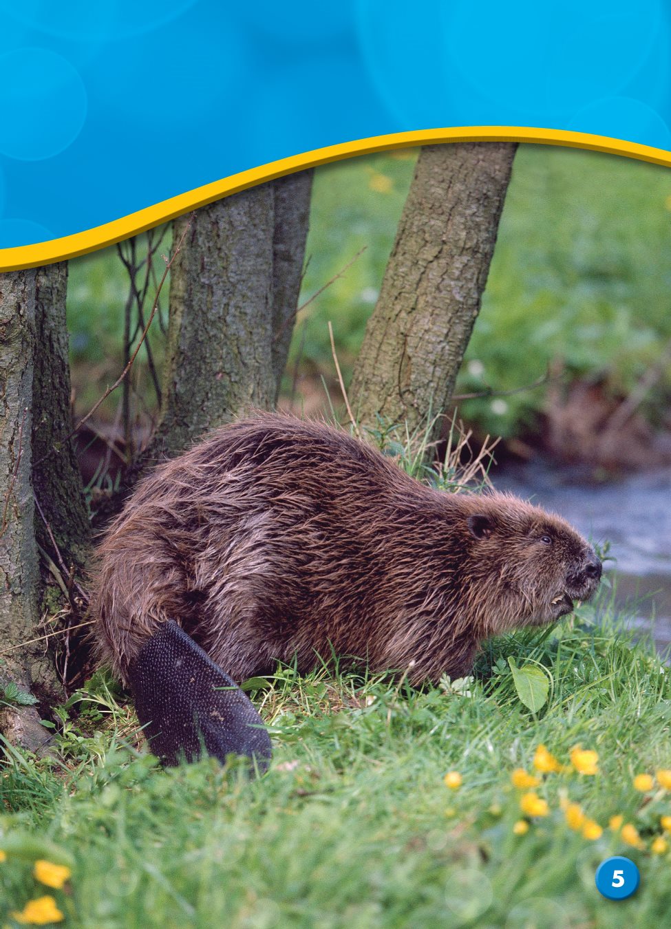 Beavers paddle through water with their long flat tails and webbed feet - photo 5