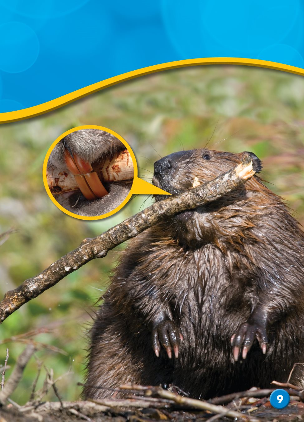 Beavers cut down trees with their front teeth They use the wood to - photo 11