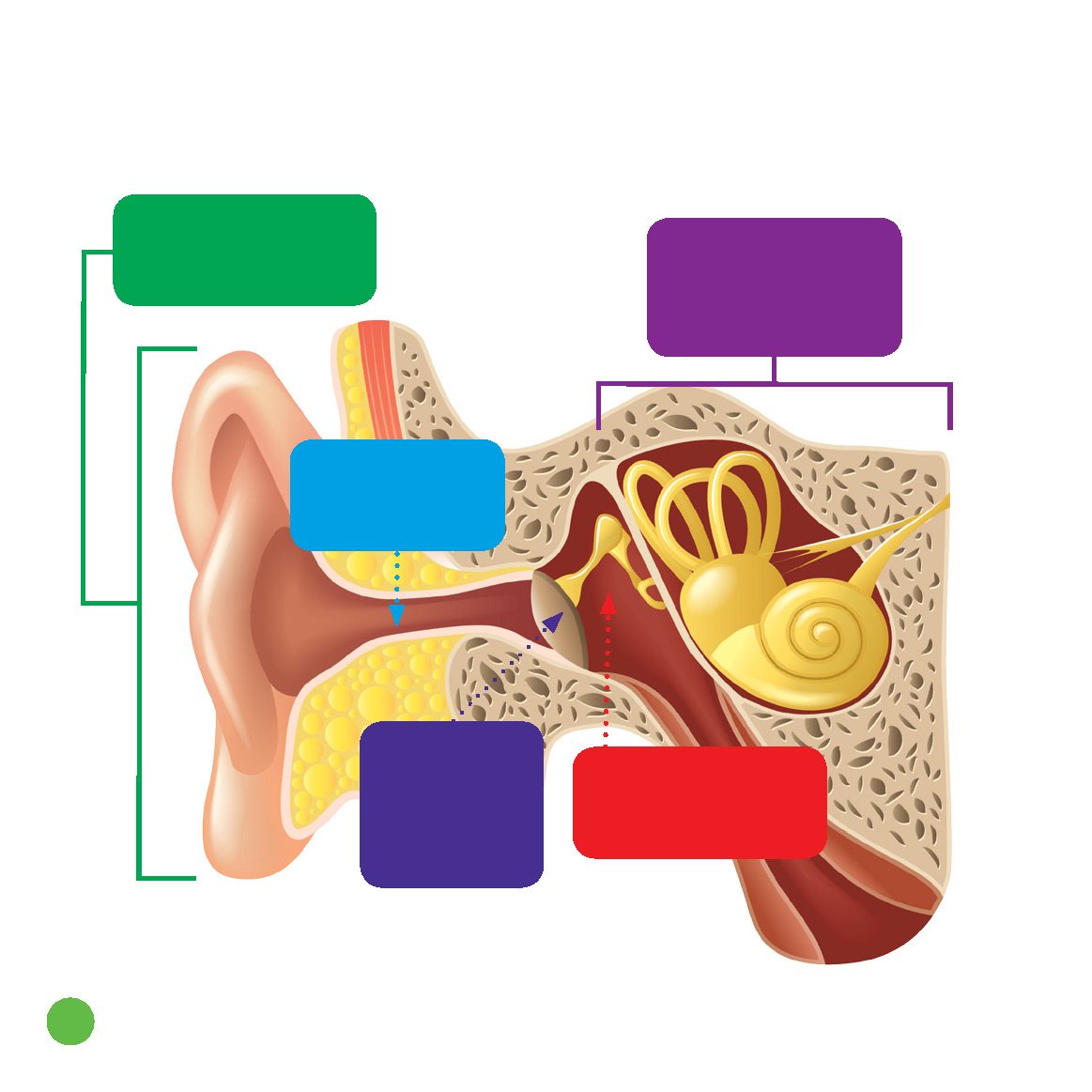 Parts of the Ear outer ear The outer ear is made of flexible cartilage - photo 22