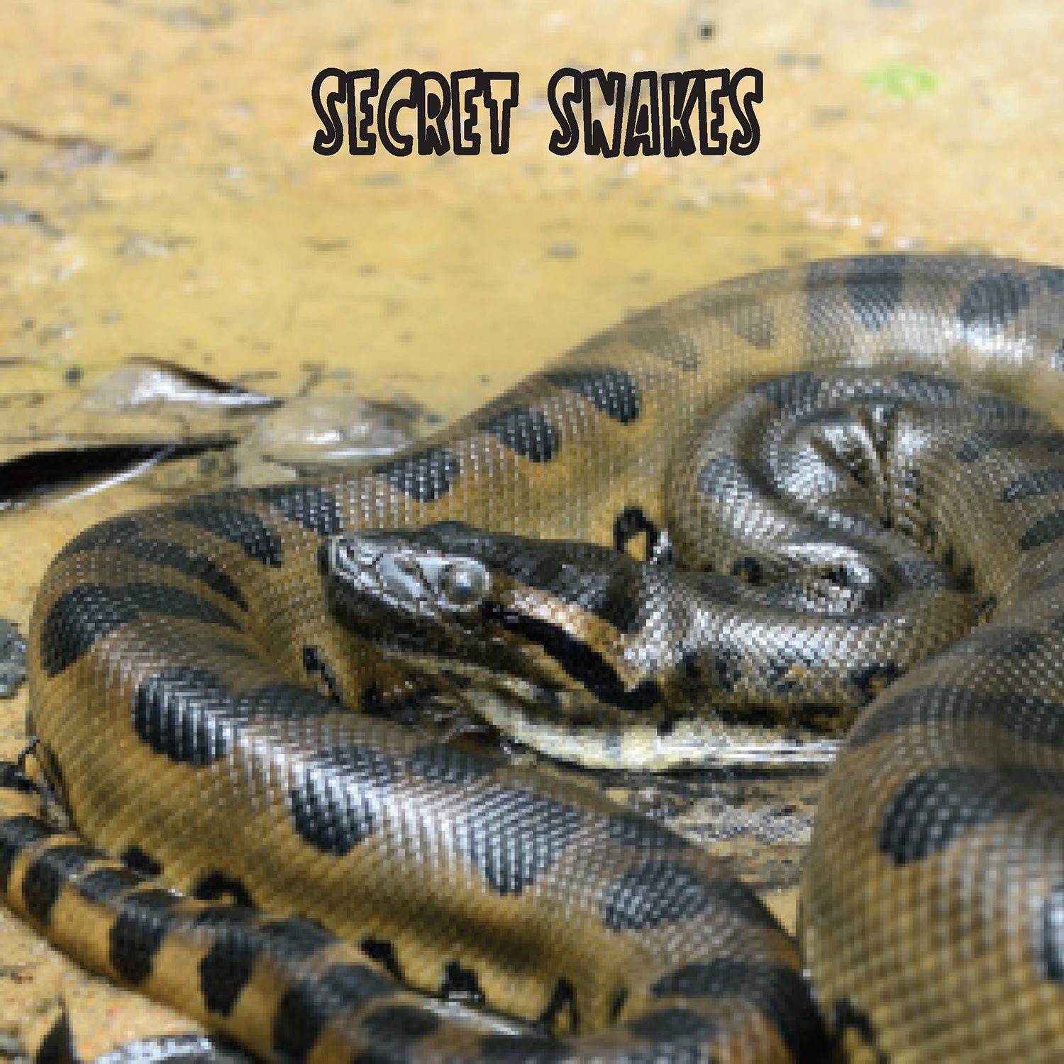 SECRET SNAKES More than 2600 kinds of snakes live on Earth The - photo 4