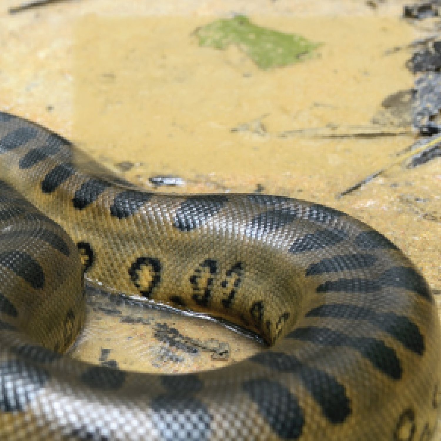 The largest include the green anaconda of South America and the reticulated - photo 5