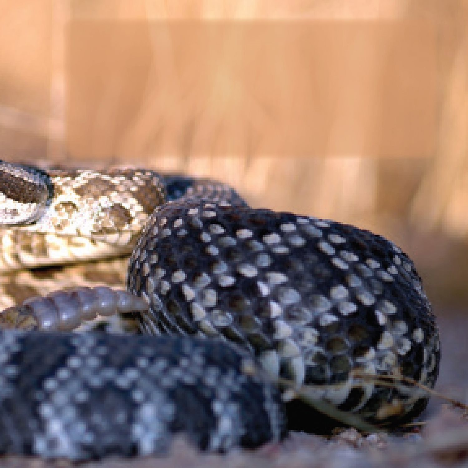 Like other reptiles snakes have scales and use their surroundings to change - photo 7