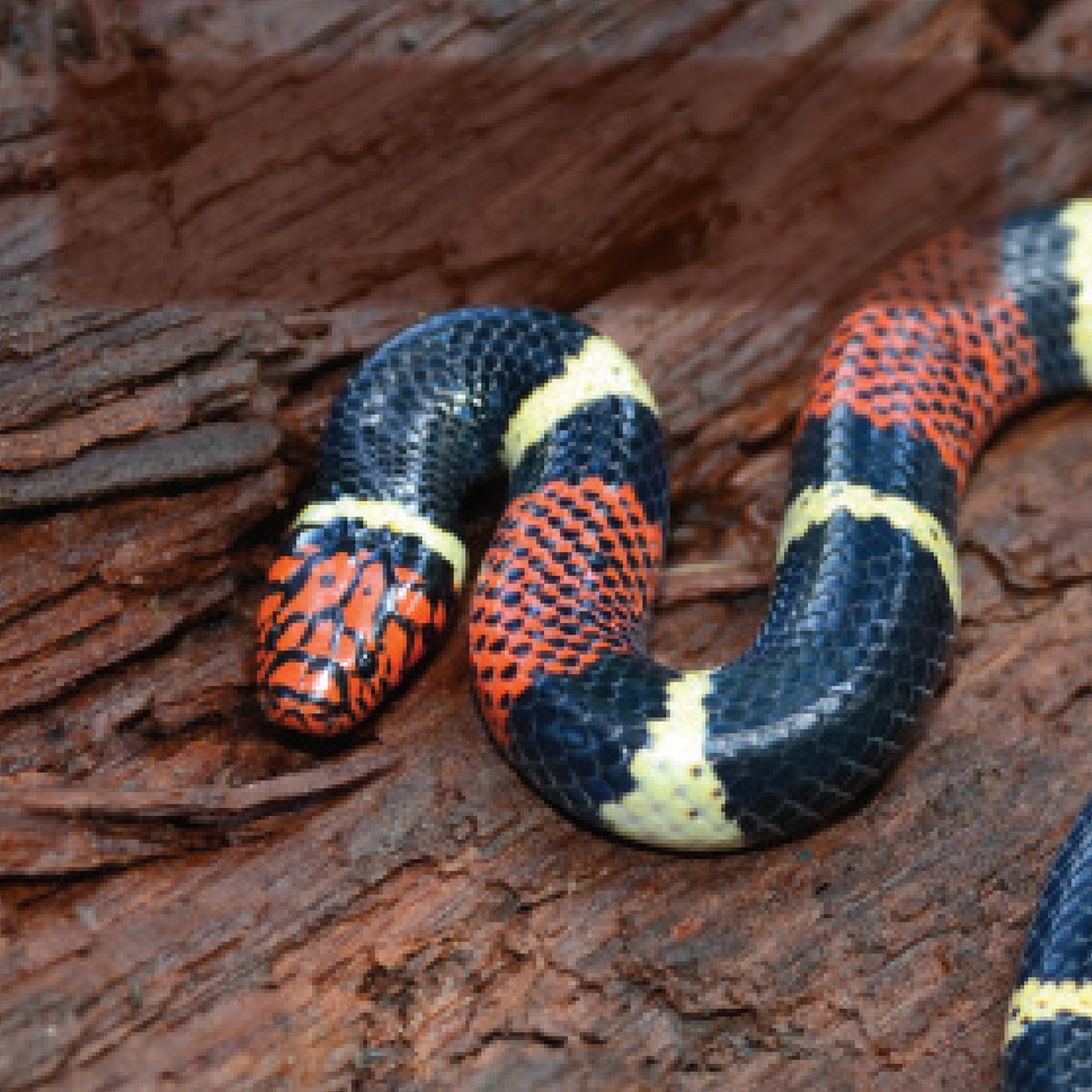 Snakes have different colors and patterns Some use camouage Others wear - photo 8