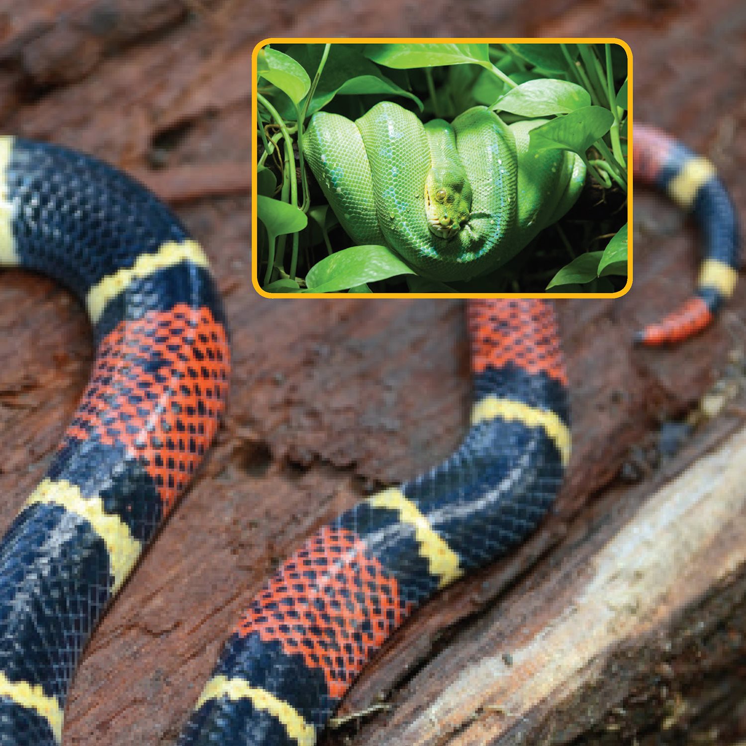 Tree snakes may match the green leaves SLITHERING AND WRIGGLING - photo 9