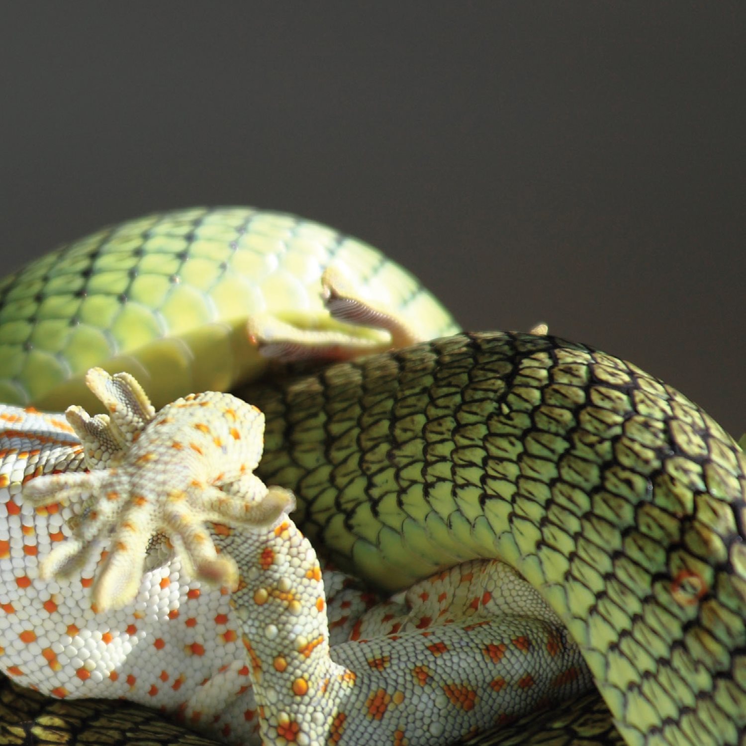 Snakes swallow their prey whole Some snakes kill with a quick - photo 13