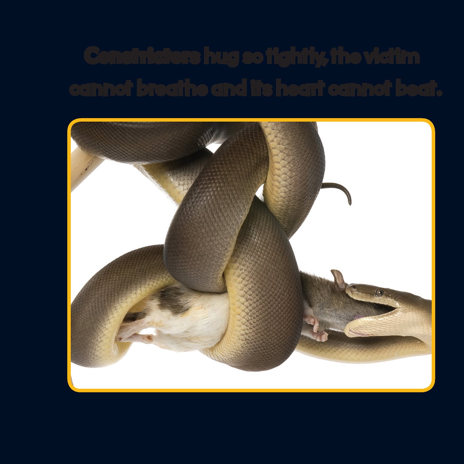 Constrictors hug so tightly the victim cannot breathe and its heart cannot - photo 15