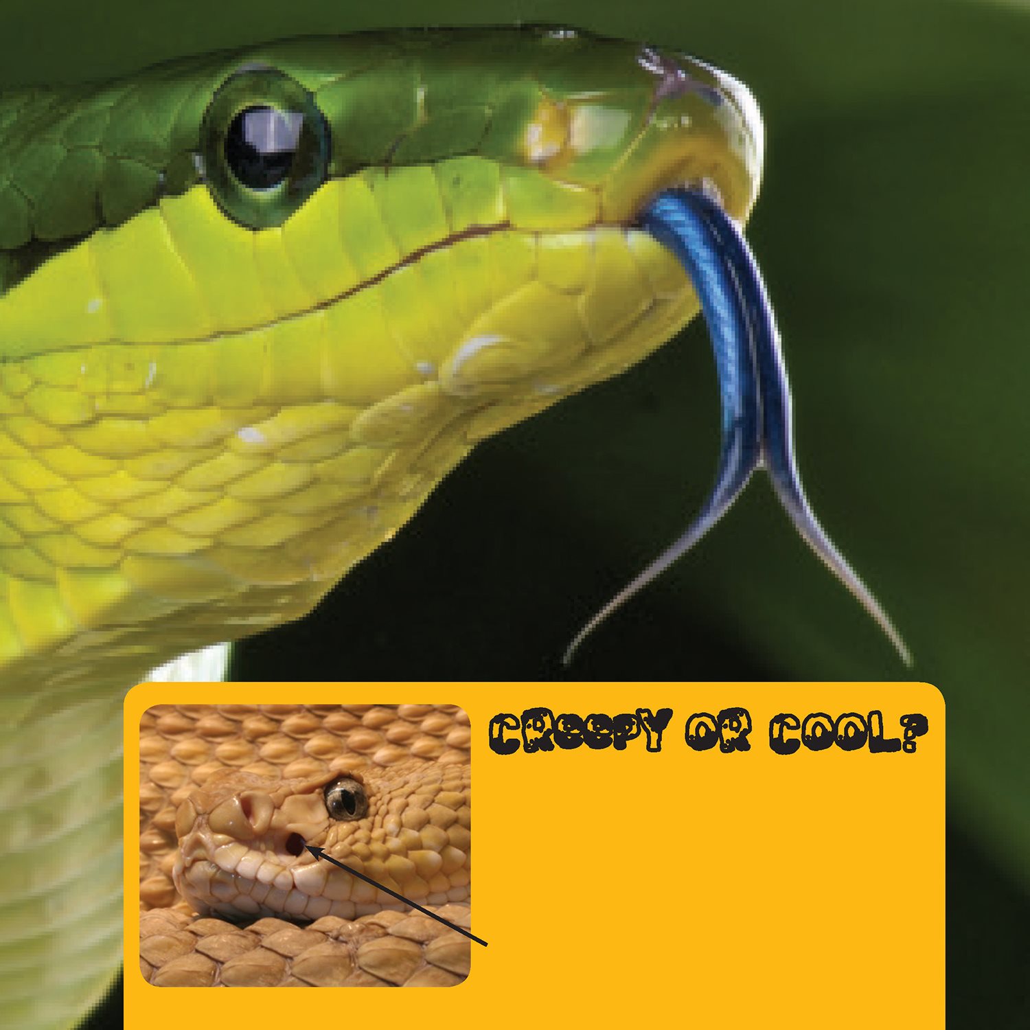 Creepy or Cool Pit vipers have special body parts that detect heat - photo 17