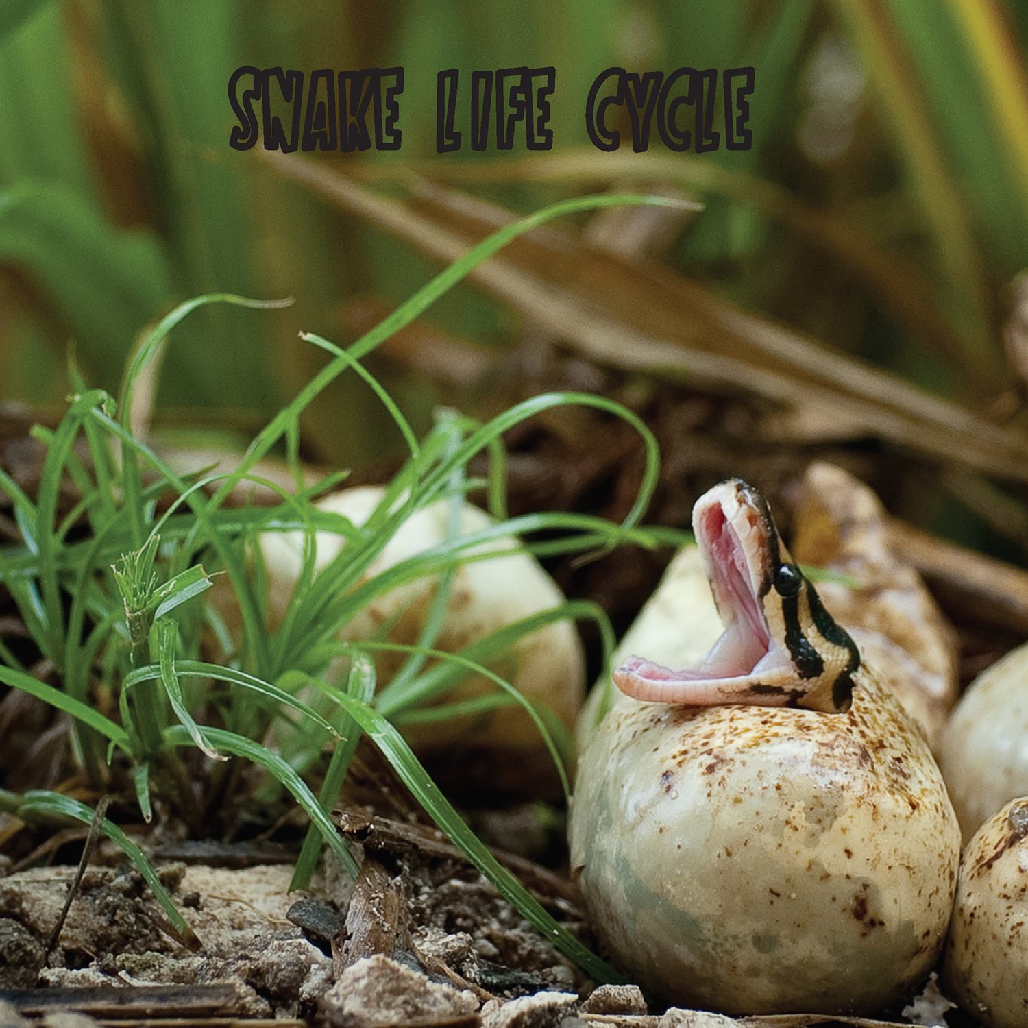 SNAKE LIFE CYCLE Most snakes lay eggs When they hatch baby snakes look - photo 18