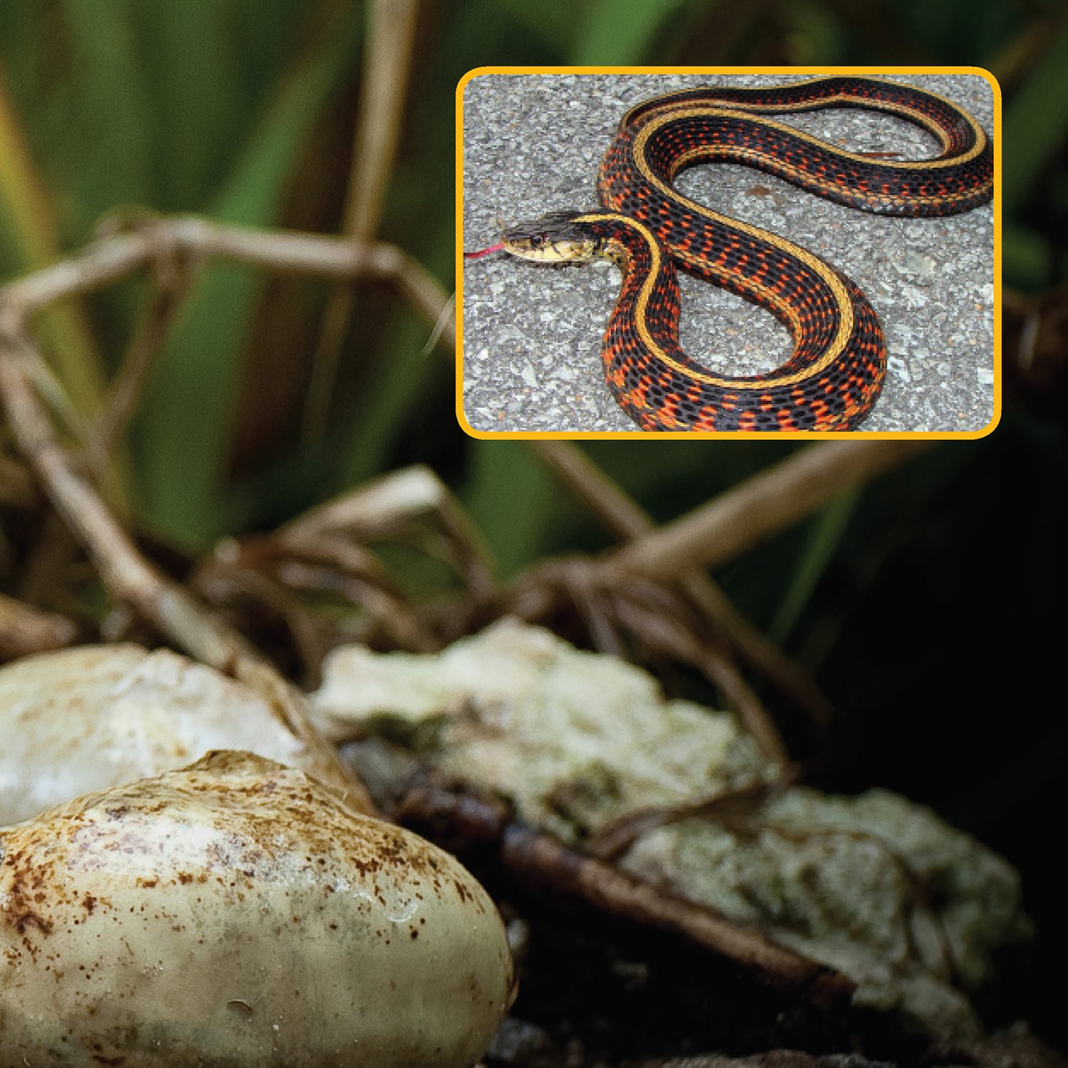 Garter snakes are one kind of snake that do not lay eggs They give birth - photo 19