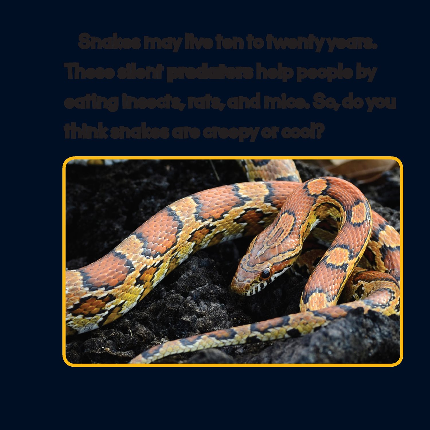 Snakes may live ten to twenty years These silent predators help people by - photo 21