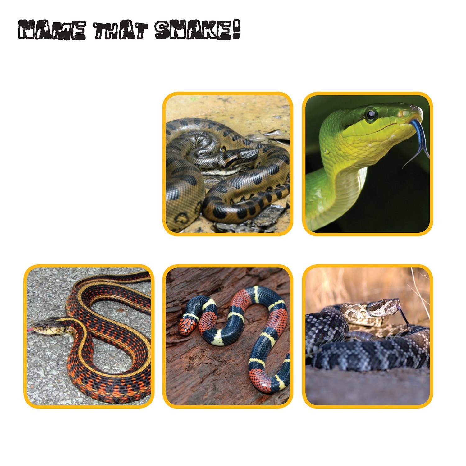 NAME THAT SNAKE Match each snake name below with the correct photo green - photo 22