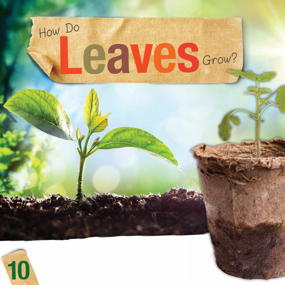 How Do Leaves Grow As a plant grows leaves will begin to grow from the - photo 12