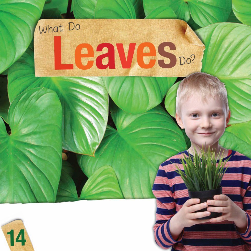 What Do Leaves Do The main job of a leaf is to make food for a plant - photo 16