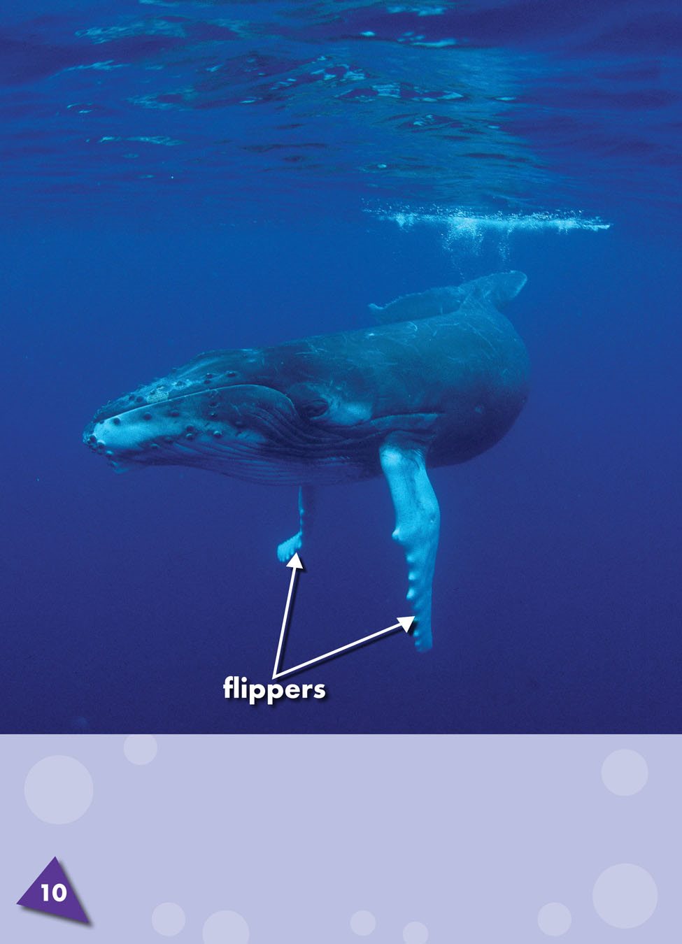 Whales have two flipper a wide flat limb that some ocean animals use to swim - photo 11