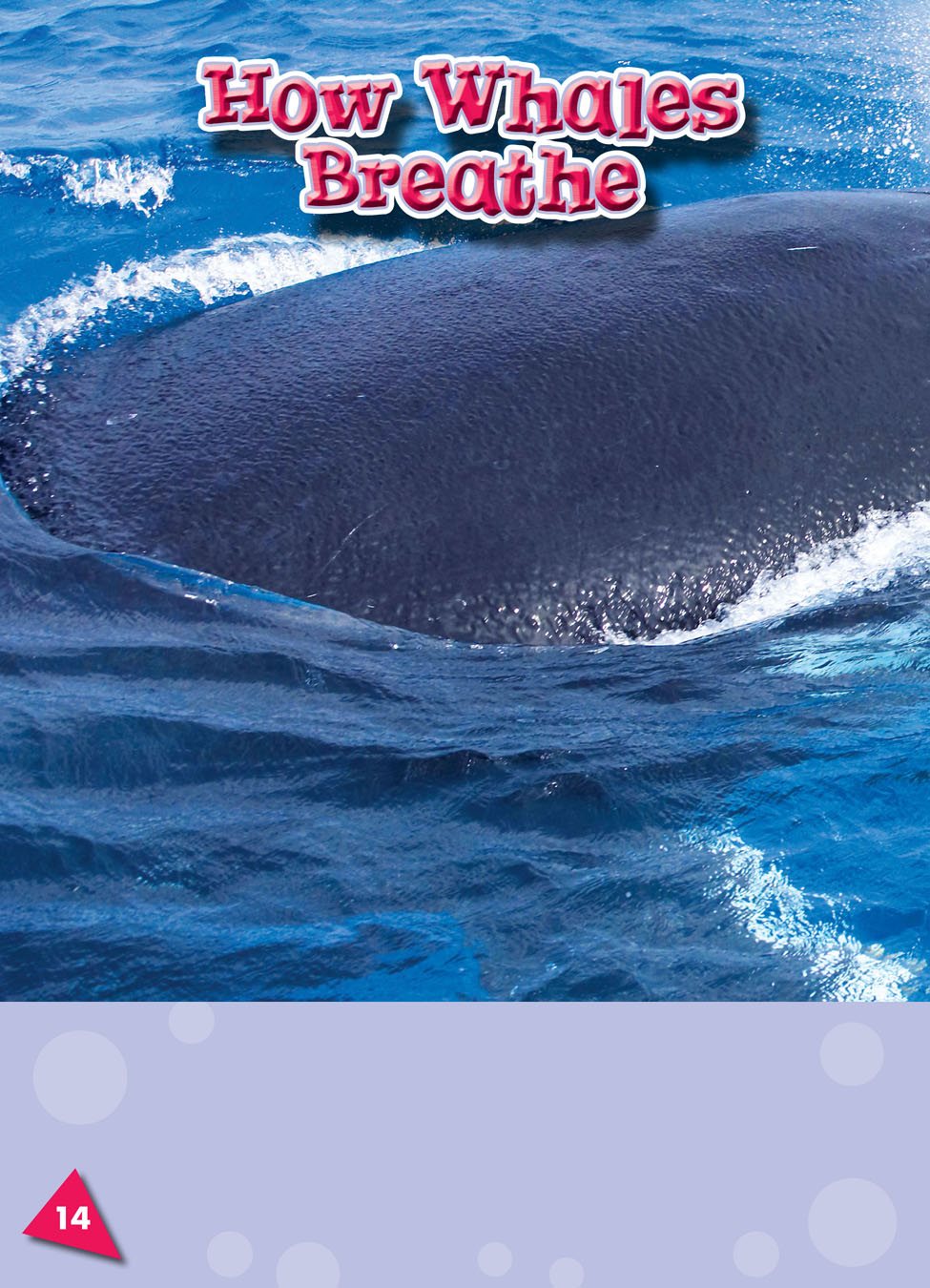 Whales have one or two blowhole a breathing hole at the top of an ocean - photo 18