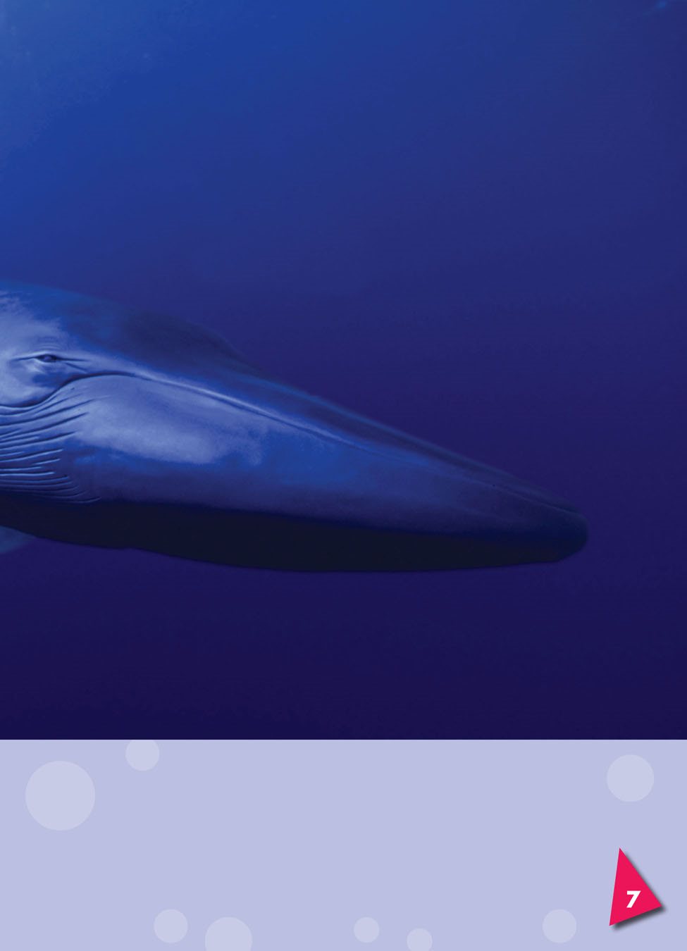 The blue whale is the largest animal that has ever lived It is the size of - photo 7