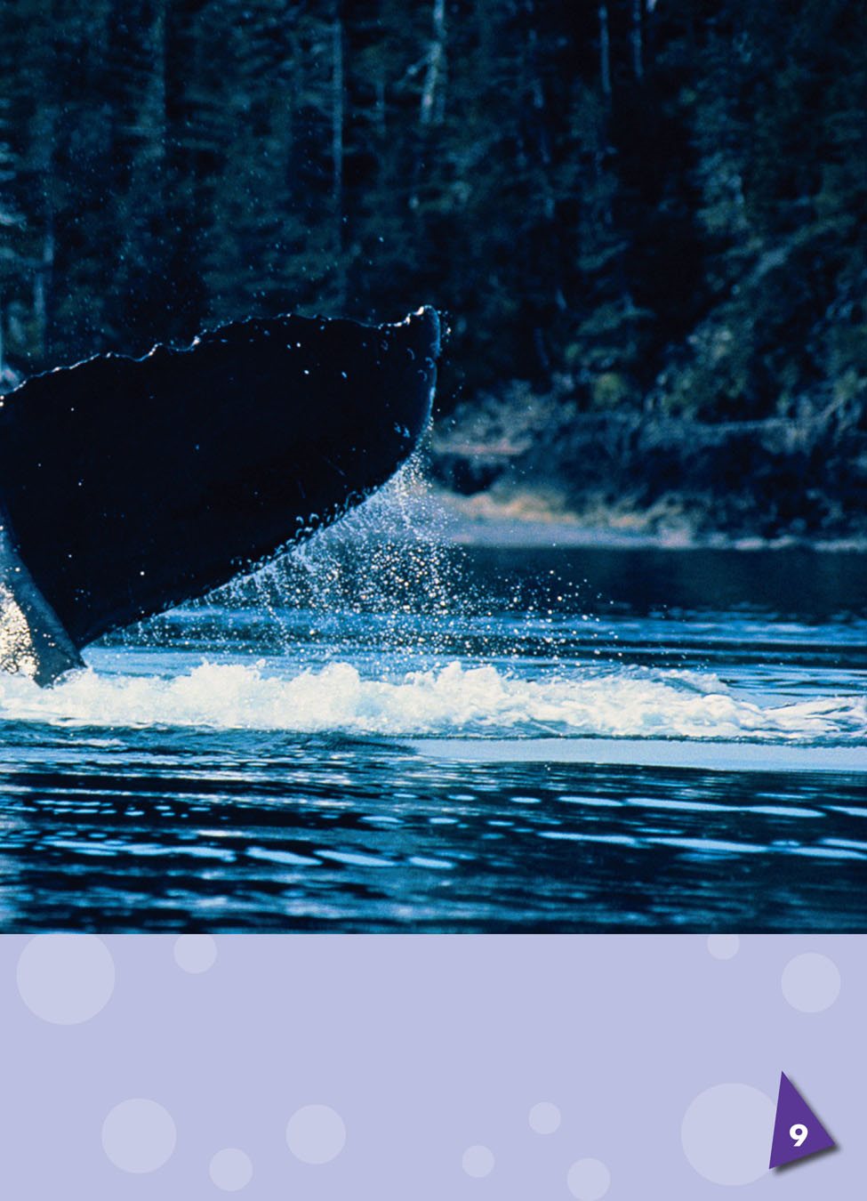 Whale tails have two fins called flukes the two fins at the end of a whales - photo 9