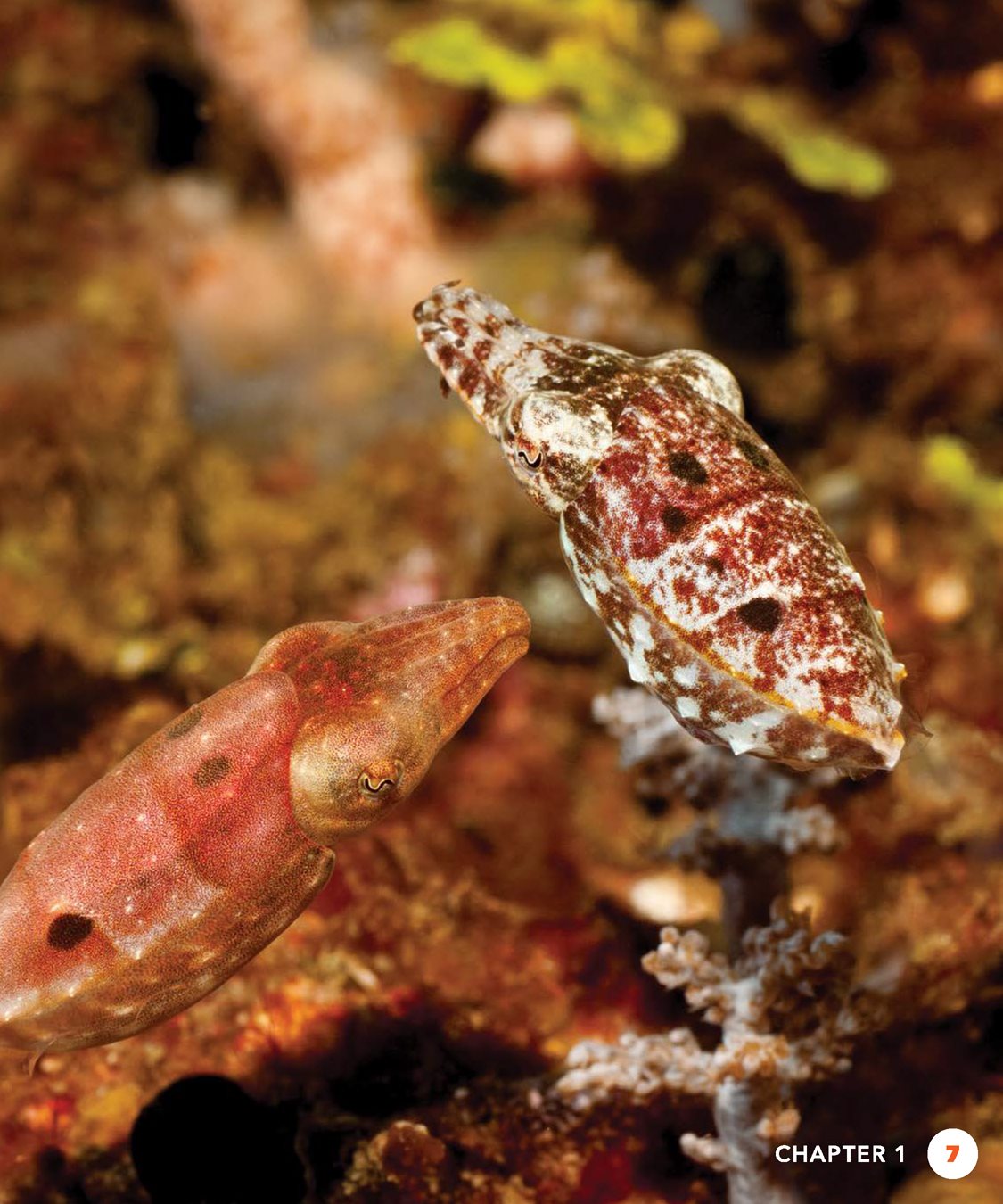 Cuttlefish use their arms to walk on the ocean floor They swim by waving - photo 7