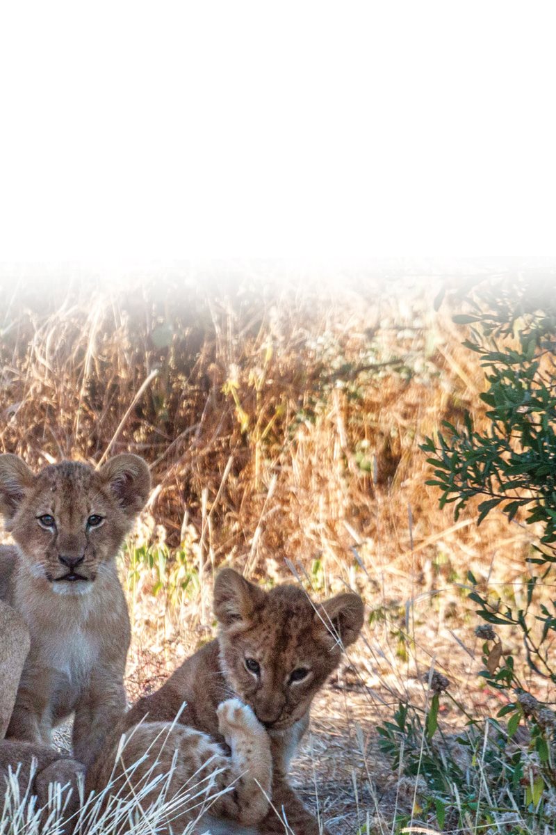 Lions have a home range Thats a place where they can find food water and - photo 8