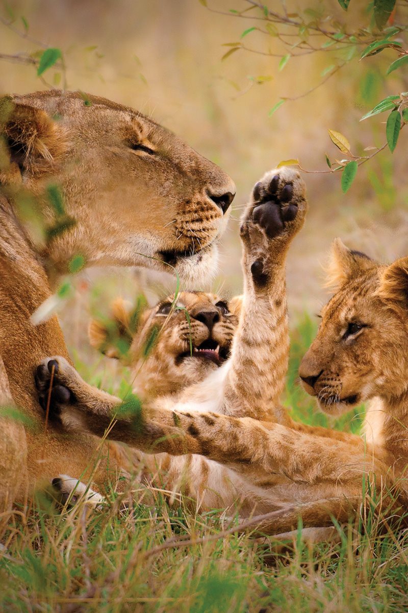 A lioness usually has three or four babies called cubs She hides them - photo 10