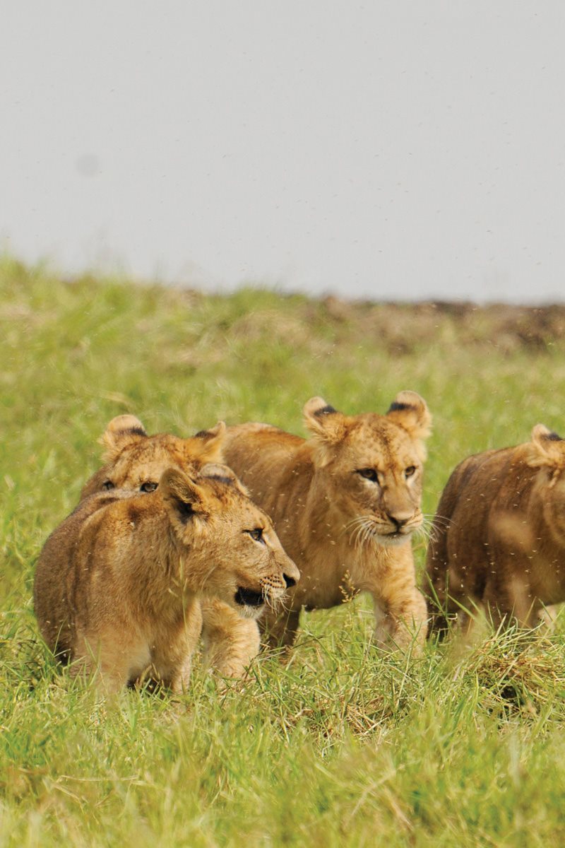 A lioness usually has three or four babies called cubs She hides them - photo 11