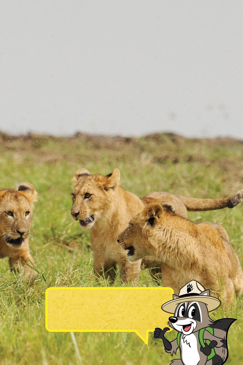 When the lionesses go hunting the cubs stay together They also play - photo 12