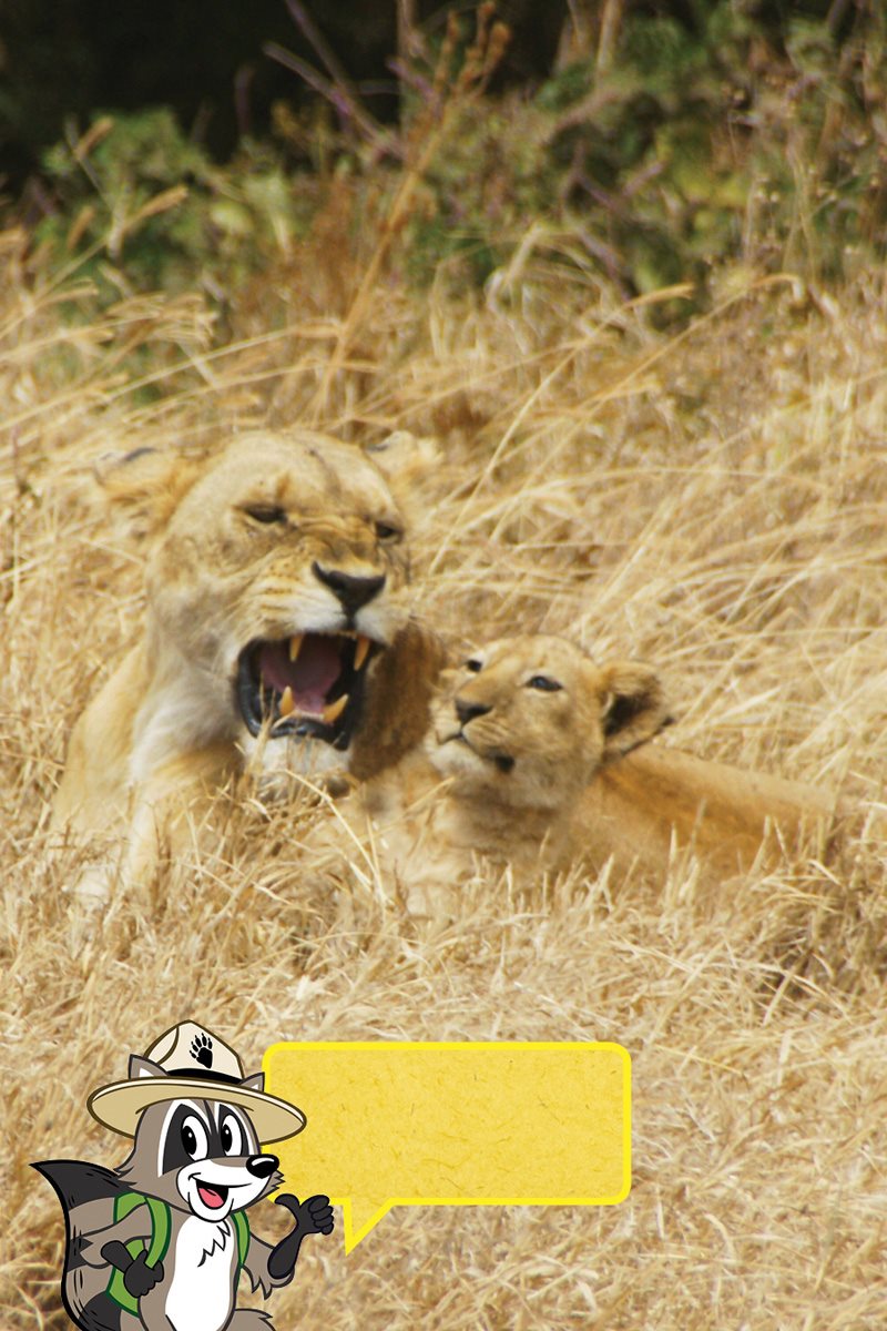 What would you say in lion How would you talk Lions growl to say - photo 13