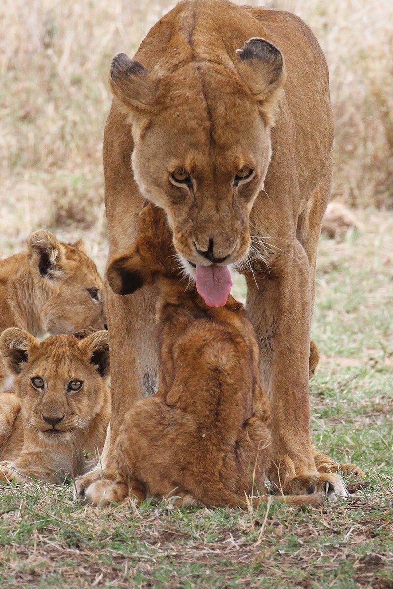 How would you wash up Lions lick their furry bodies clean Their rough - photo 23