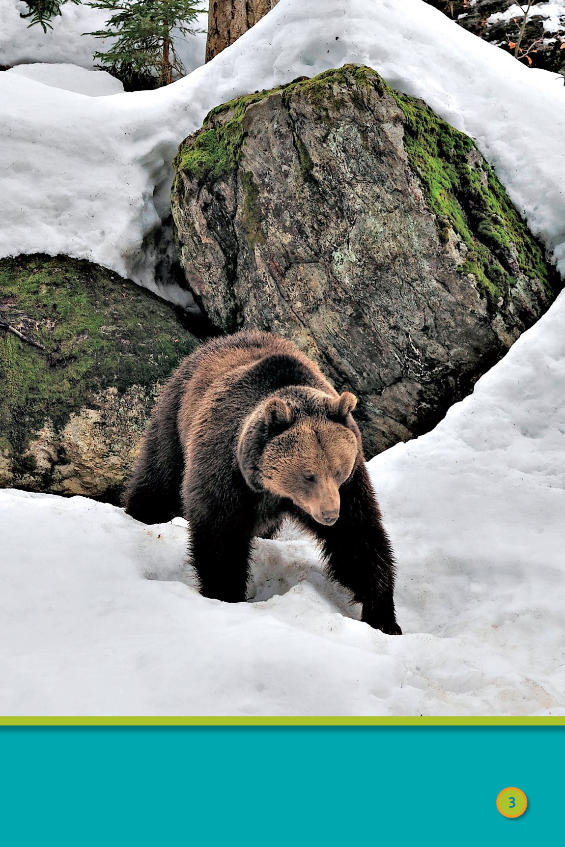 Winter is over Wake up bear Its spring The days are cool - photo 5