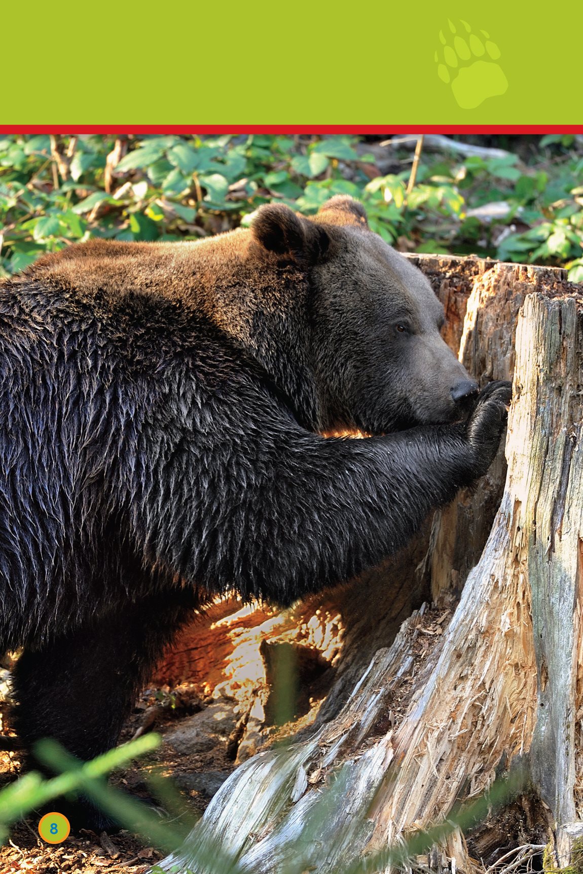 Bugs are good too So is grass The bear eats - photo 10