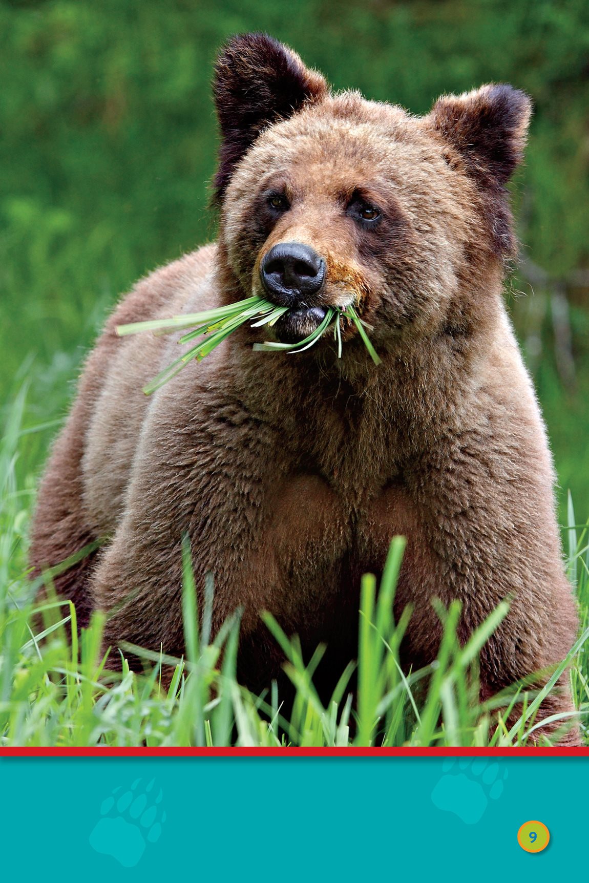 So is grass The bear eats And eats It eats - photo 11