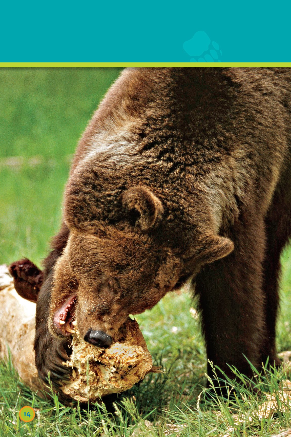 In summer the bear eats lots of bugs It eats lots of grass - photo 16