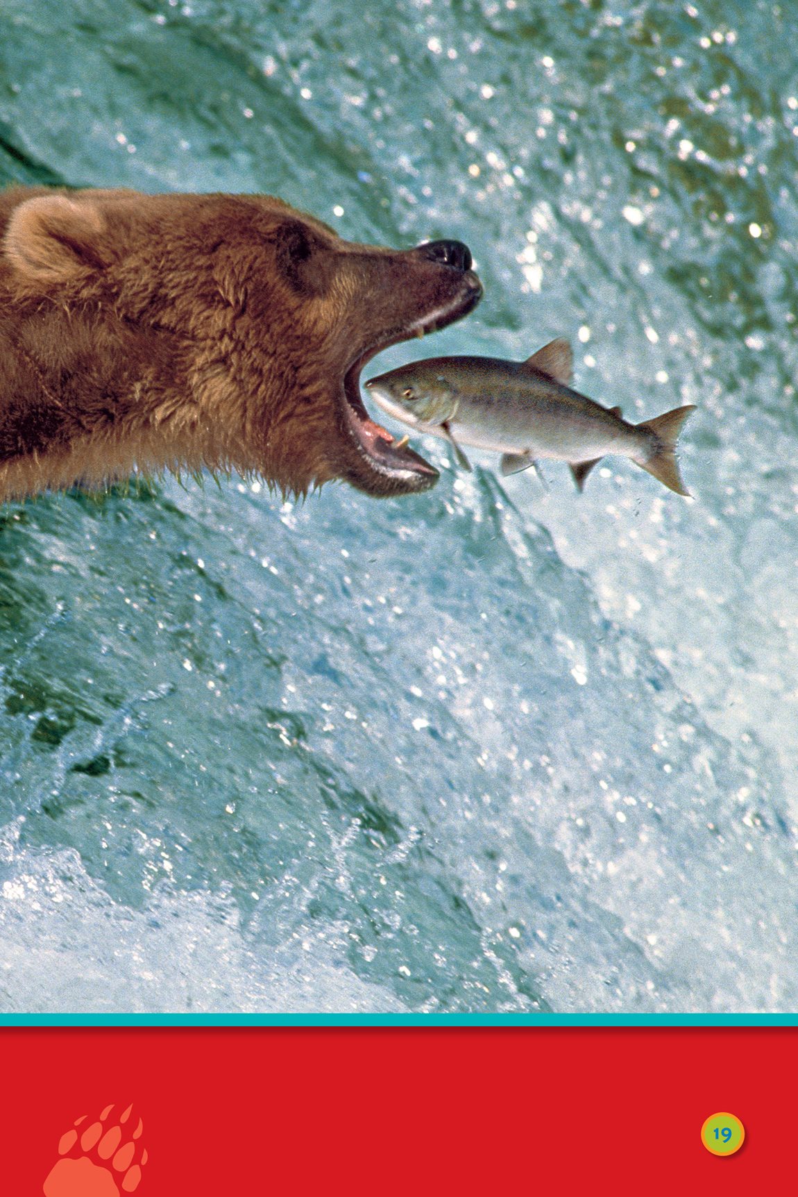 The bear eats lots of fish Now the days are getting cool - photo 21