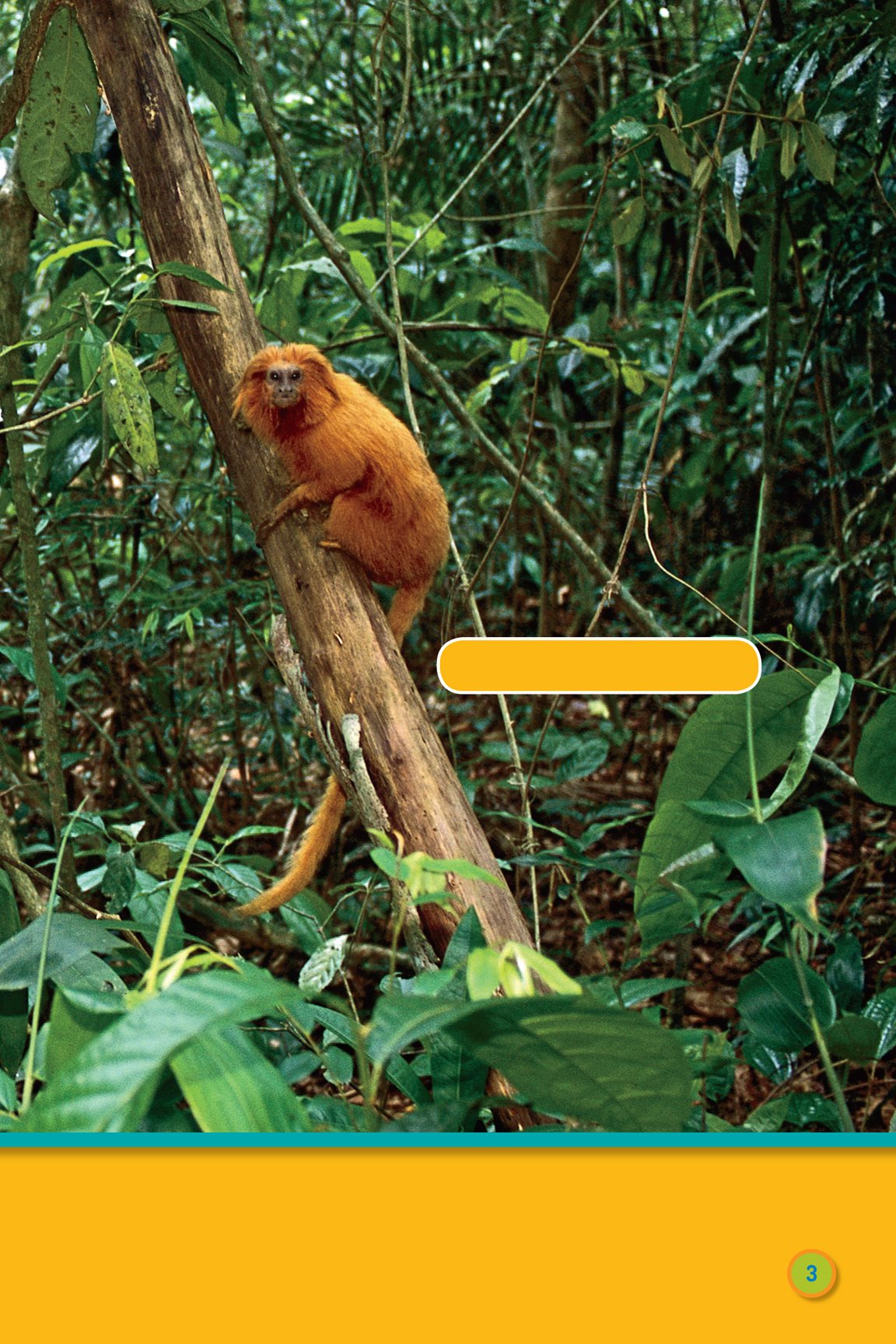 golden lion tamarin Hang on monkey This monkey hangs on a tree - photo 5