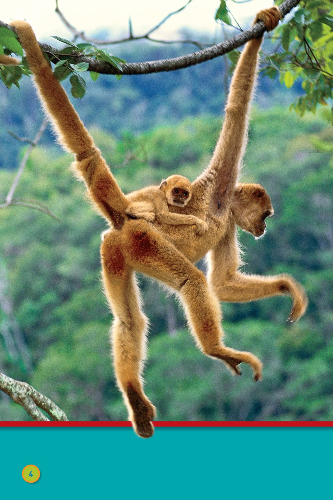 This monkey hangs on a tree northern muriquis It lives in a rain forest - photo 6