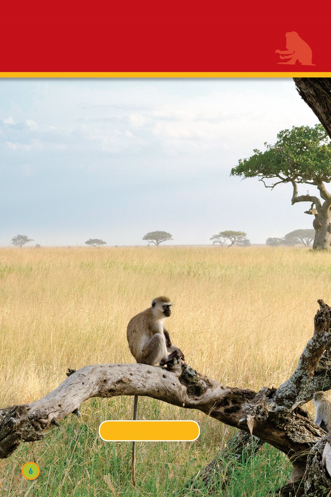 These monkeys sit on a tree vervet monkeys They live in a grassy open - photo 8