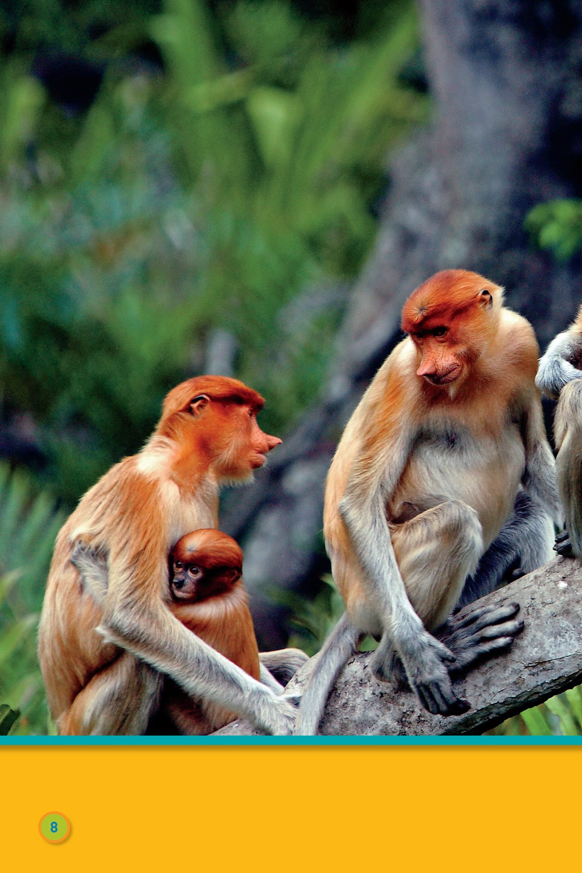 Monkeys live and play together proboscis monkeys Some - photo 10