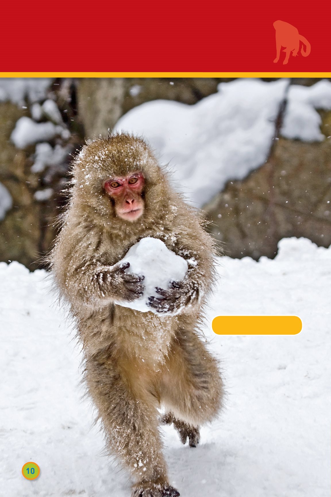 Some live on the ground snow monkey Franois leaf monkey Some live in the - photo 12