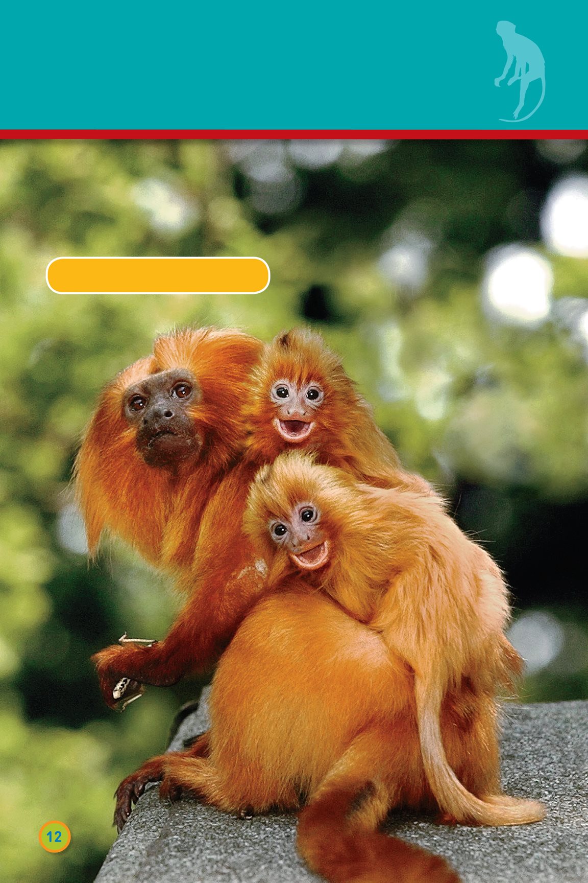 There are small monkeys golden lion tamarins mandrill There are big - photo 14