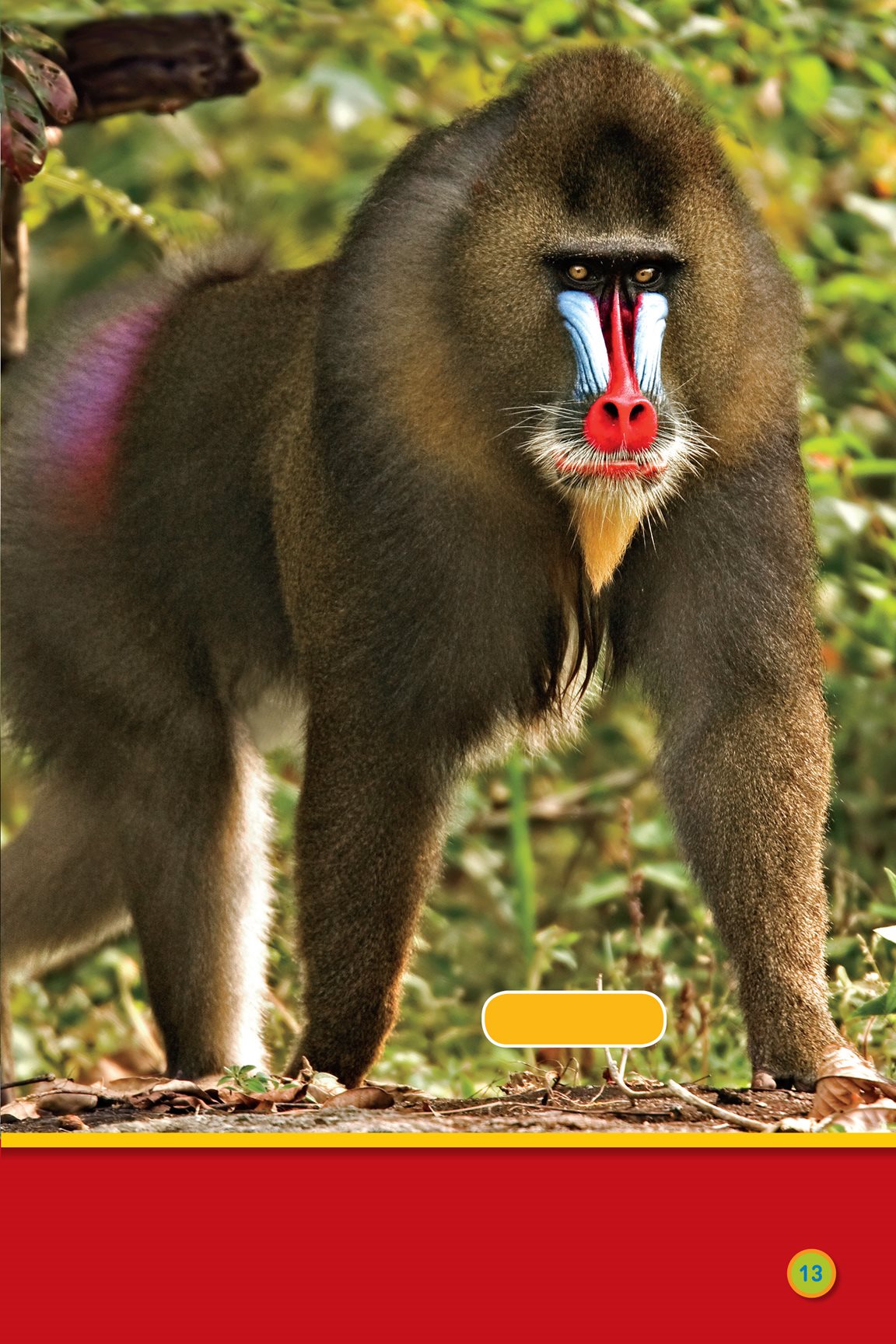 mandrill There are big monkeys Climb monkey red howler monkeys - photo 15