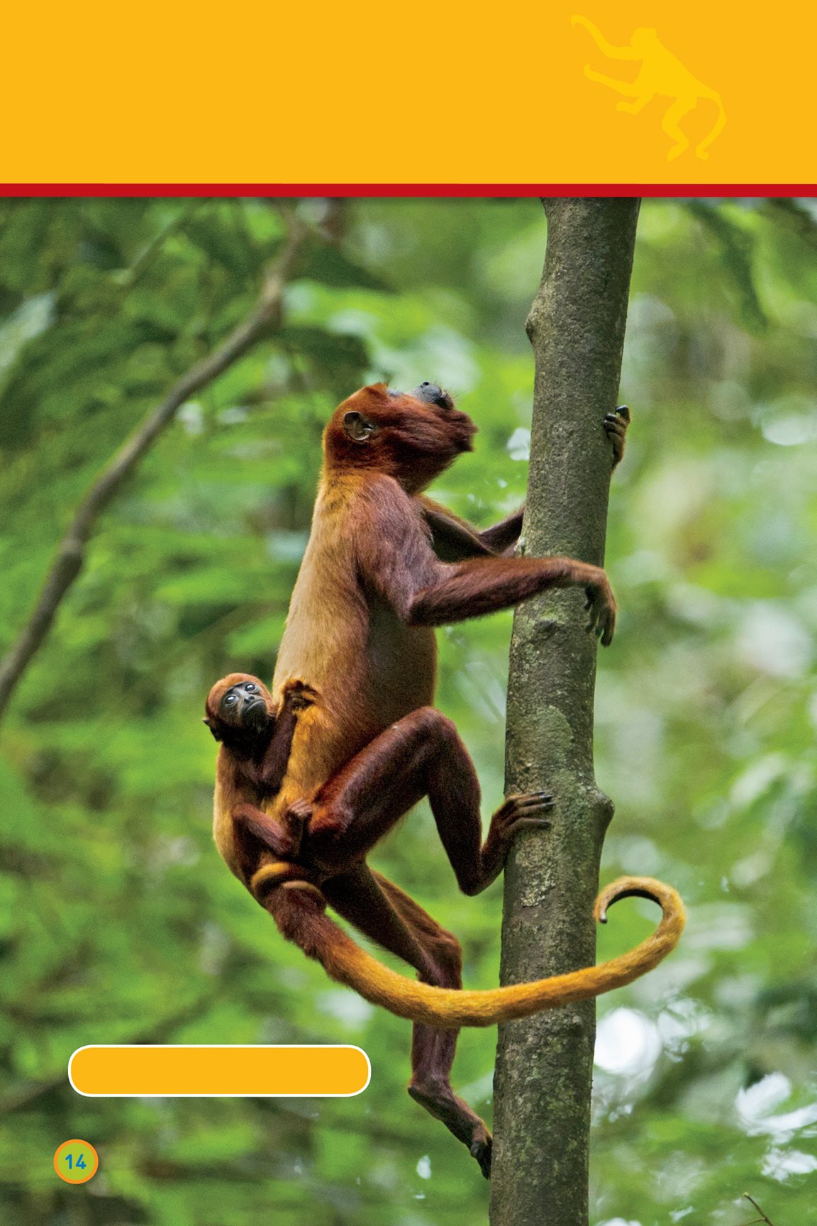 Climb monkey red howler monkeys proboscis monkey Leap monkey - photo 16