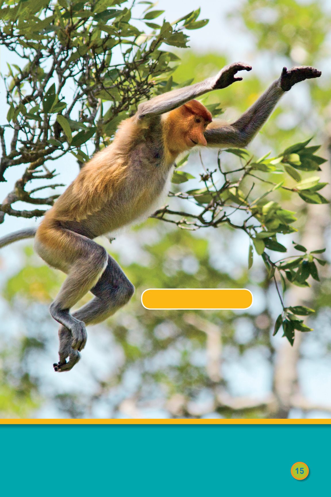 proboscis monkey Leap monkey snow monkey Monkeys like to eat - photo 17