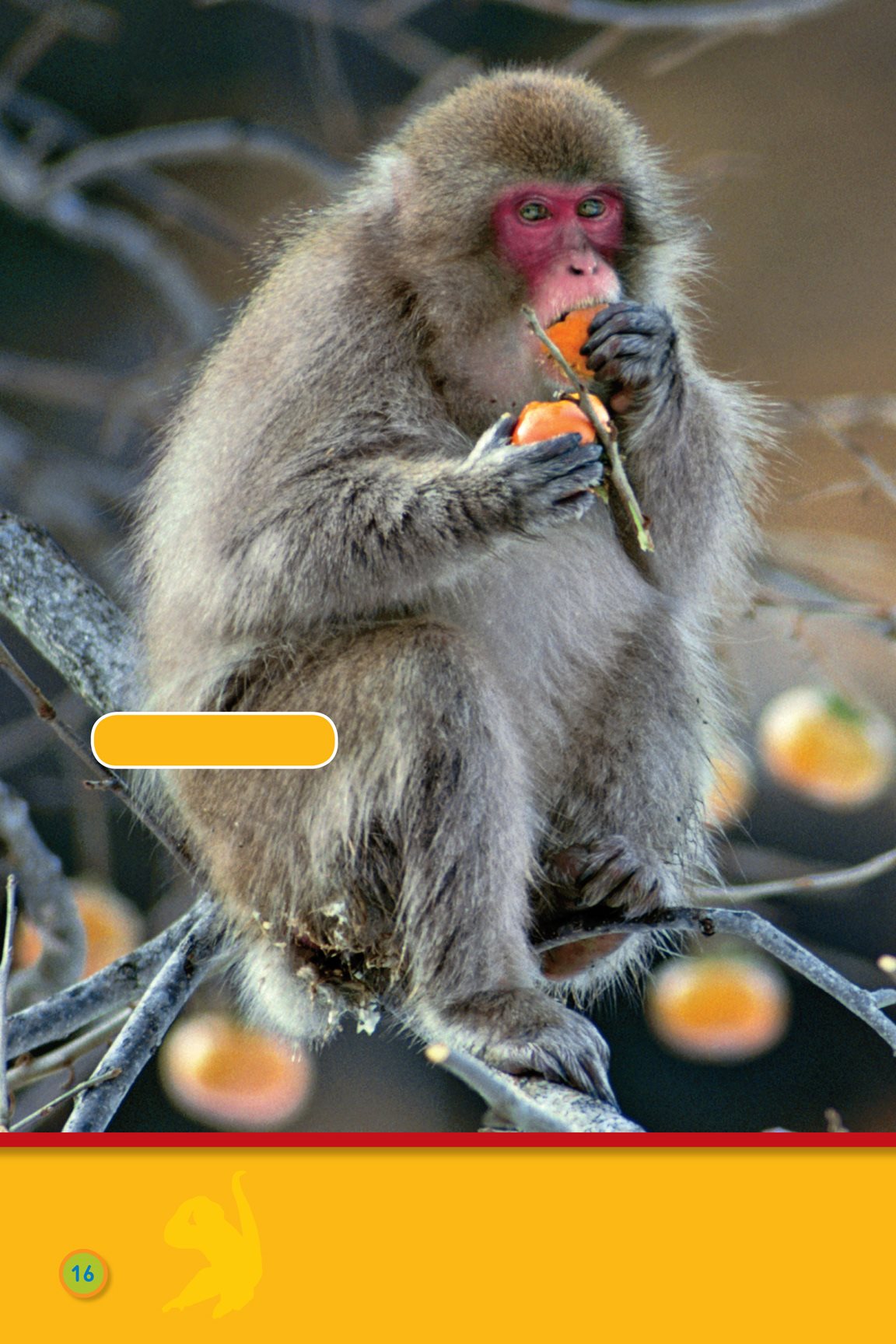 snow monkey Monkeys like to eat anything that smells good - photo 18