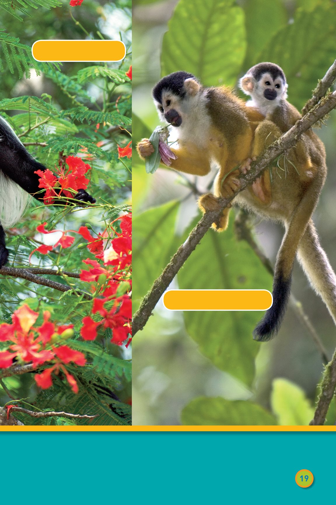 Angola colobus squirrel monkeys flowers and even insects Monkeys like - photo 21