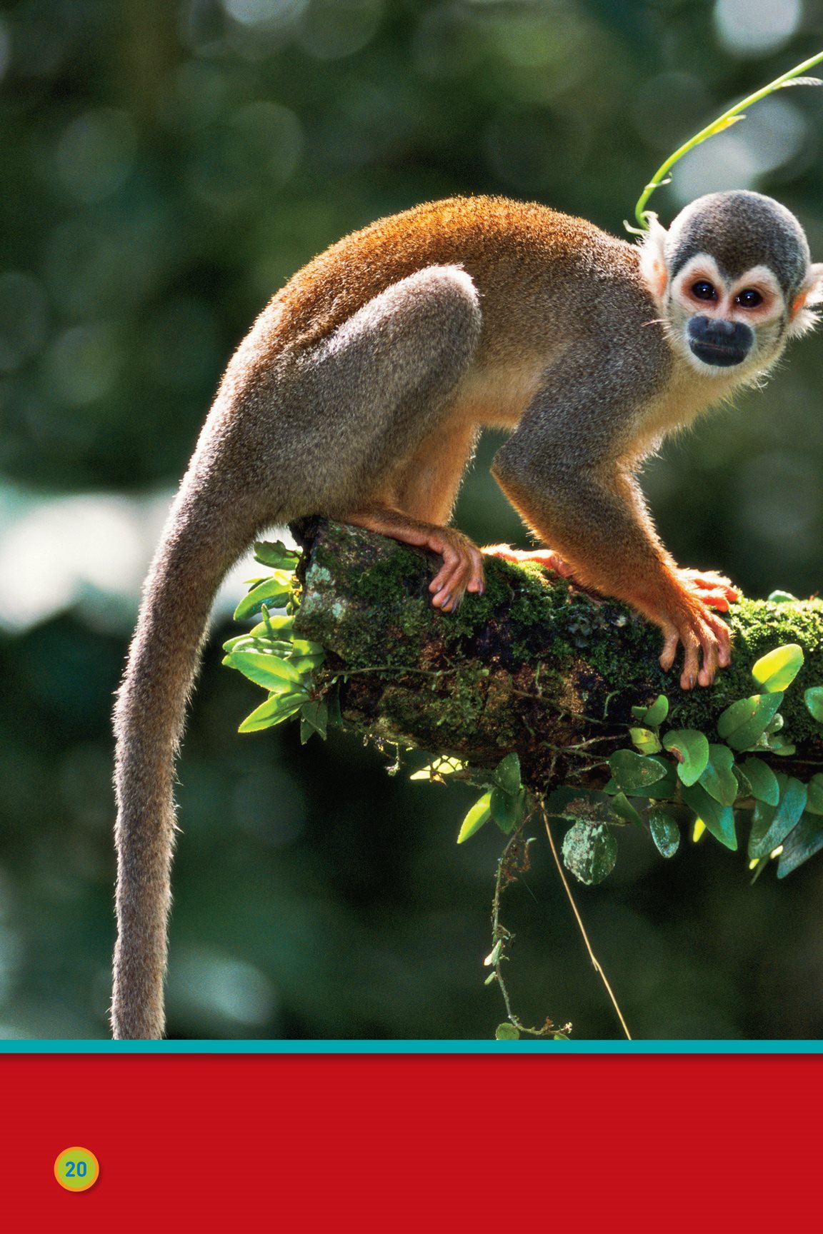 Monkeys like to hang around squirrel monkeys Hang on monkey - photo 22