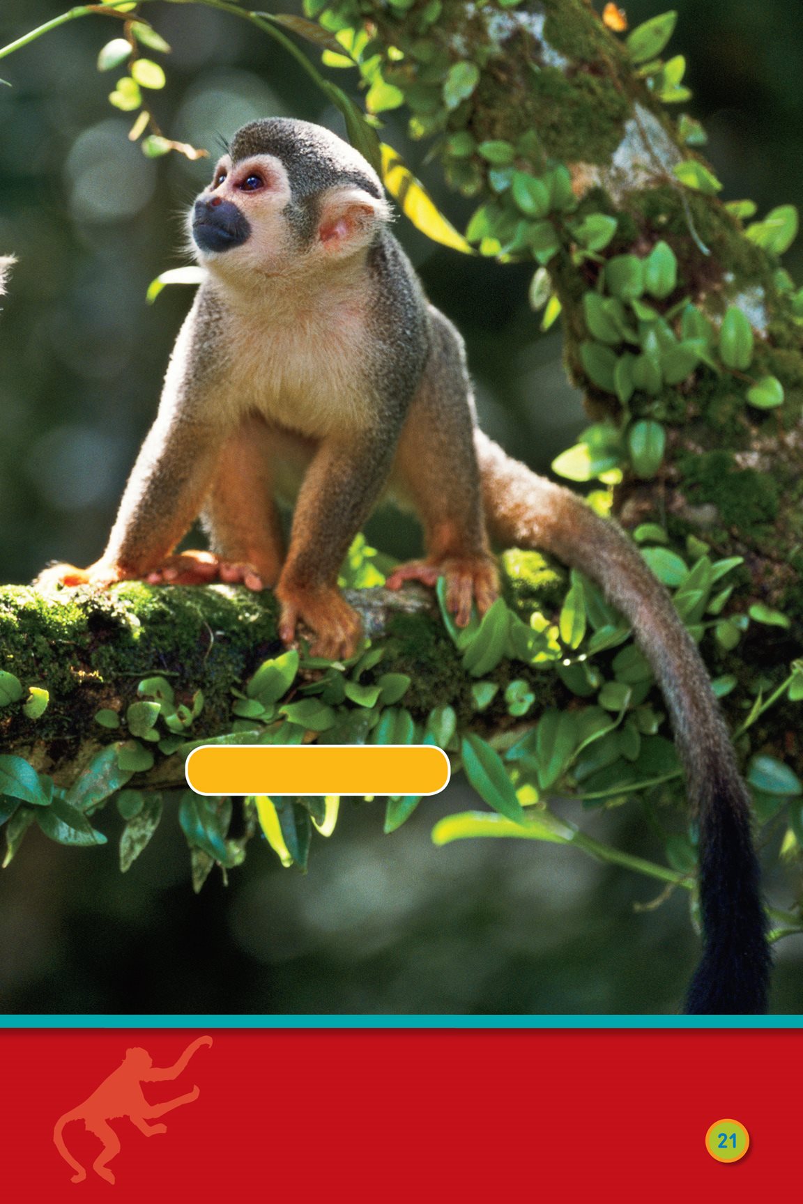 squirrel monkeys Hang on monkey Monkey Habitat Map Monkeys live all - photo 23