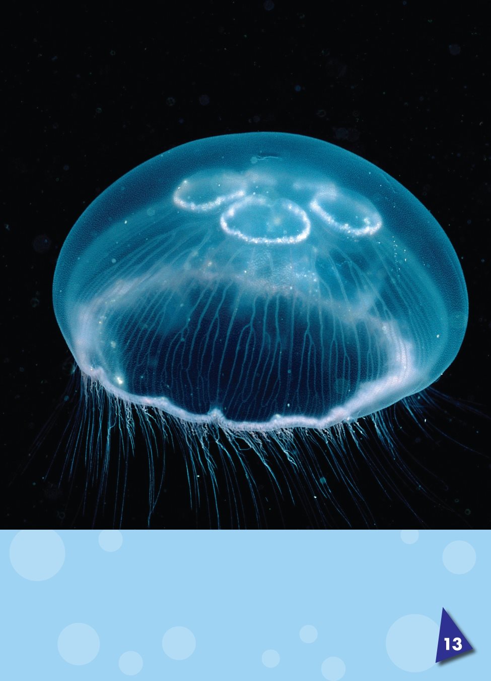 Some jellyfish are no color at all Jellyfish have arms called - photo 14