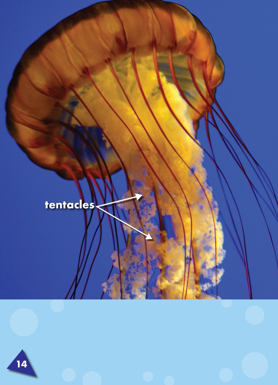 Jellyfish have arms called tentacles the arms of some animals that are used - photo 15