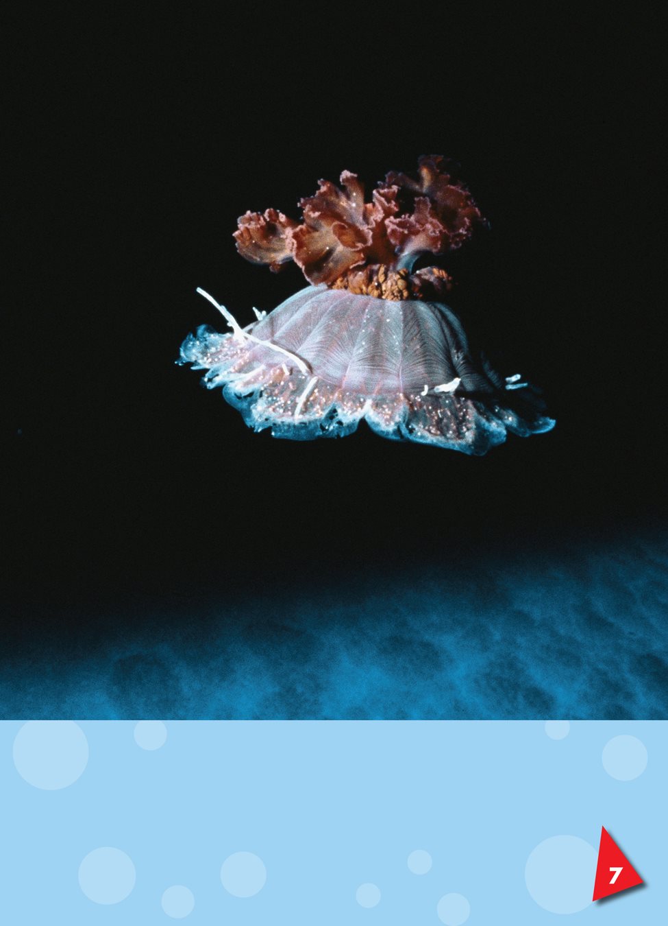 Some jellyfish live deep in the ocean Most jellyfish are shaped like - photo 7